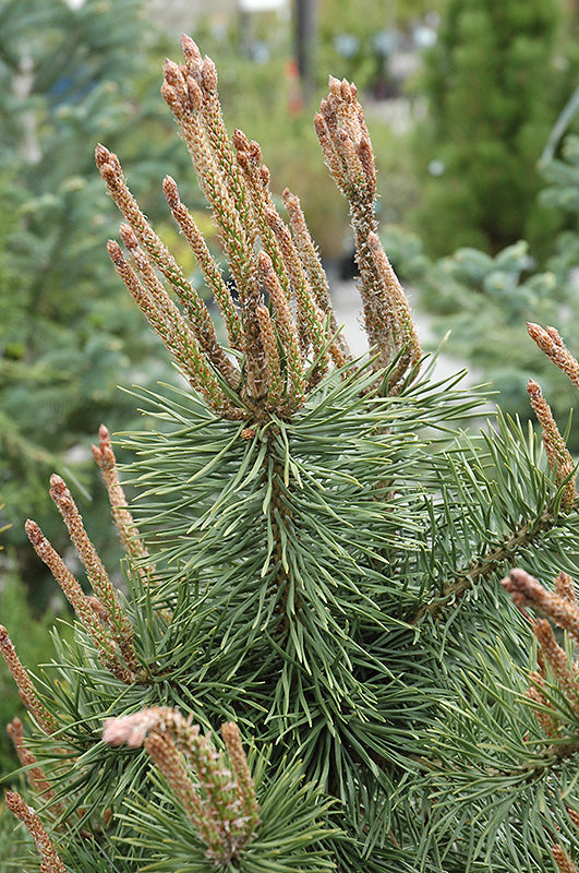 Pinus contorta (Shore Pine)