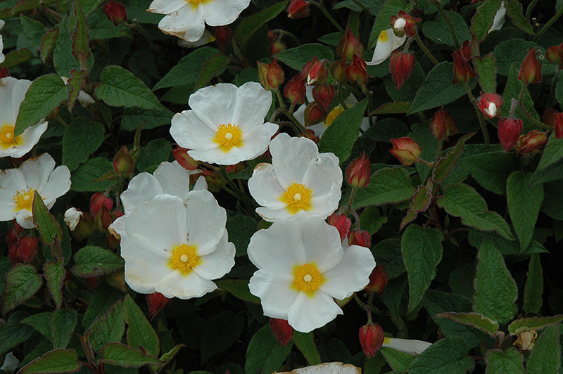 Cistus corbariensis