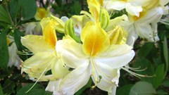 Azalea hybrid 'Northern Hi-Lights'