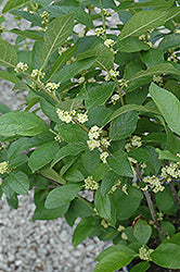 Ilex verticillata 'Southern Gentleman'