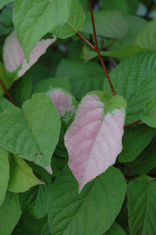 Actinidia kolomikta 'September Sun' (FEMALE kiwi)