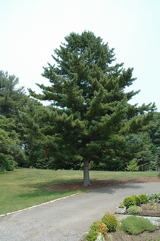 Pinus koraiensis 'Glauca' (Korean Pine)