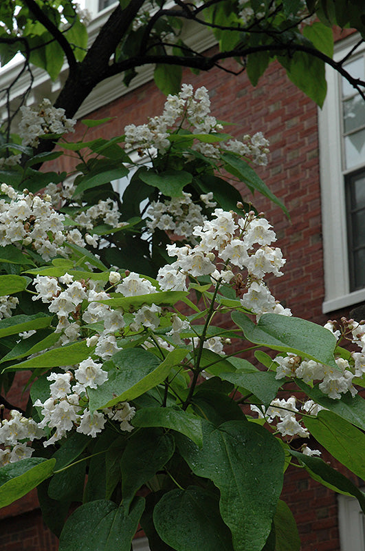Catalpa speciosa