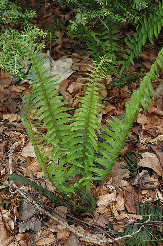 Blechnum spicant (Deer Fern)