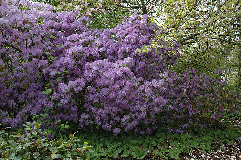 Rhododendron 'Augustinii Marine'