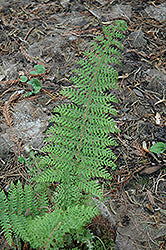Polystichum setiferum 'Herrenhausen' (Herrenhausen Shield Fern)