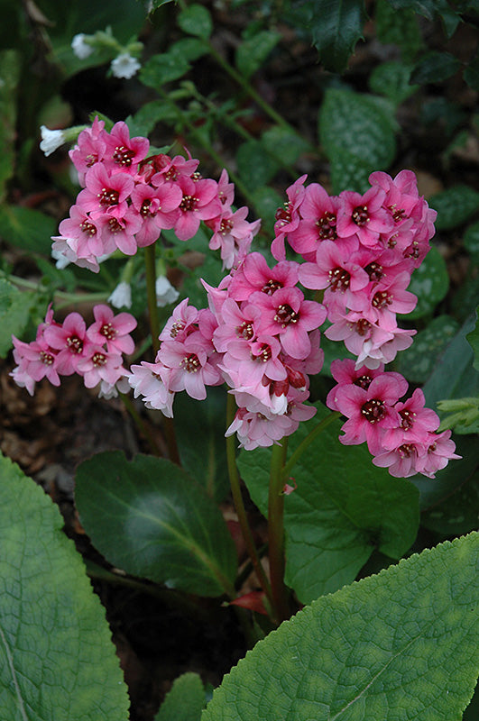 Bergenia 'Pink Dragonfly'