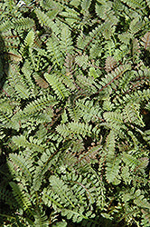 Leptinella squalida (Brass Buttons)