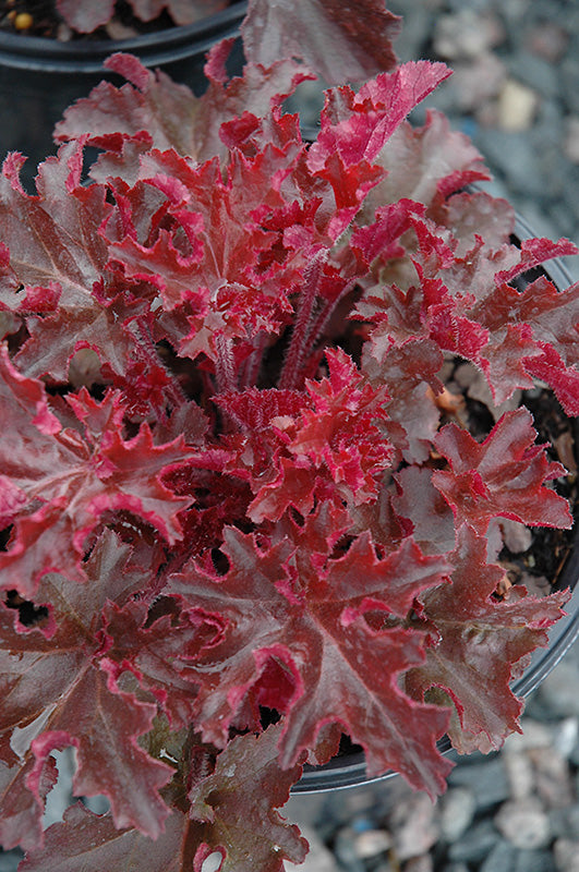 Heuchera 'Melting Fire'