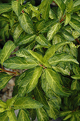 Forsythia x intermedia 'Minigold'