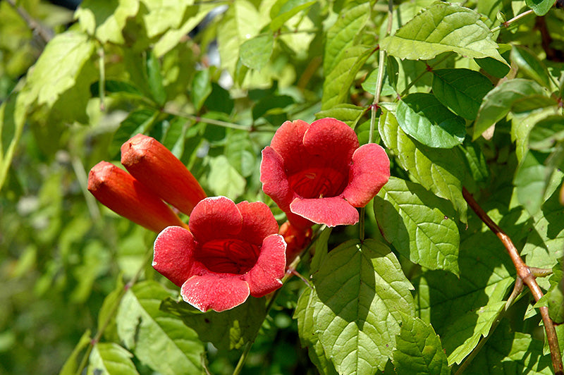 Campsis x tagliabuana 'Madame Galen' (Trumpet Creeper)