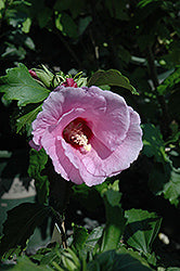 Hibiscus syriacus 'Minerva'