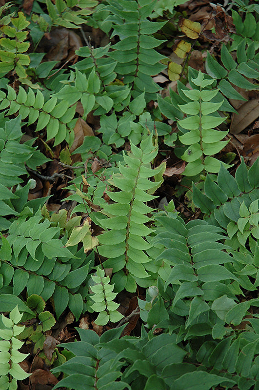 Cyrtomium fortunei 'Fortune's Holly Fern'