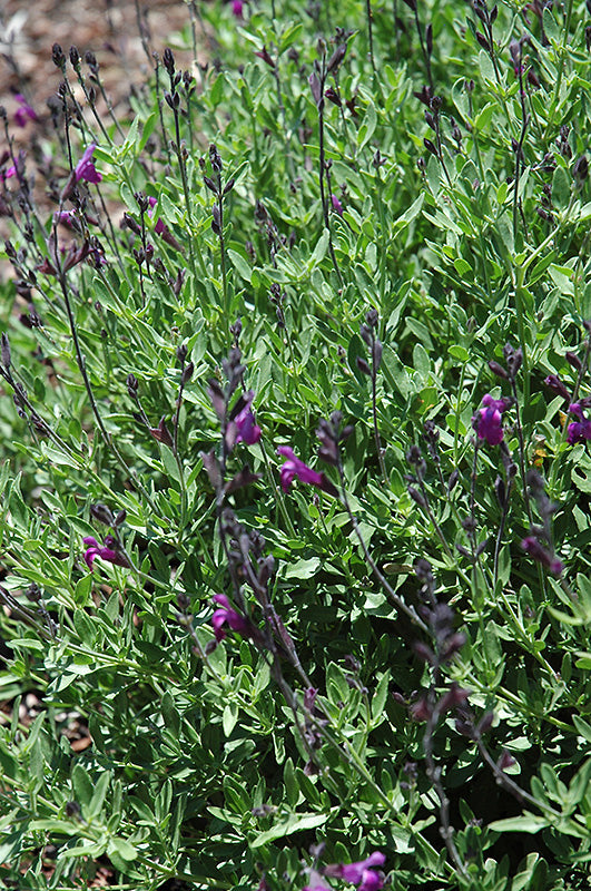 Salvia lycioides x greggii 'Ultra Violet'