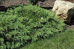 Microbiota decussata (Russian Cypress)