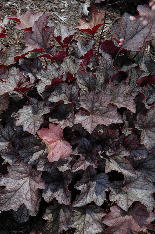 Heuchera 'Plum Crazy'