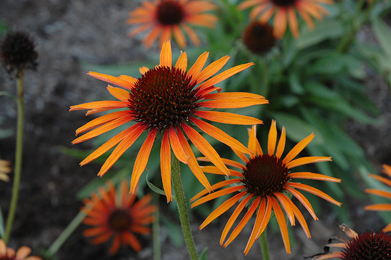 Echinacea 'Flame Thrower' (Flame Thrower Coneflower)
