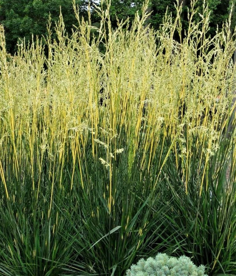 Festuca arundinacea ‘Glow Sticks’