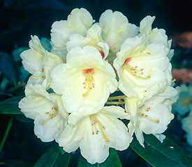 Rhododendron 'Flava'
