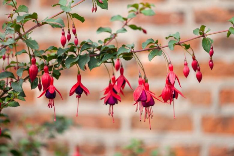 Fuchsia riccartonii