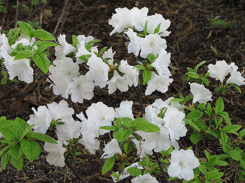Rhododendron 'Polar Bear'