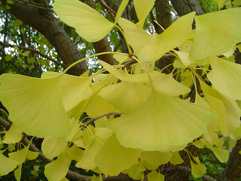 Ginkgo biloba 'Autumn Gold'