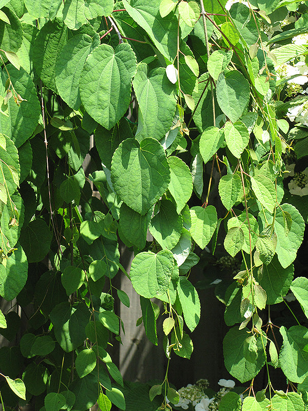 Cercidiphyllum japonicum 'Pendula' (Weeping Katsura Tree)