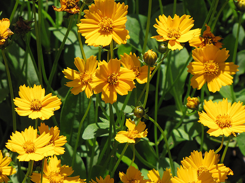 Coreopsis auriculata 'Nana' (Dwarf Tickseed)