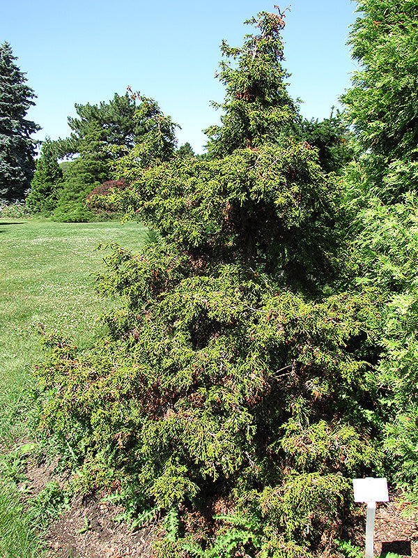 Chamaecyparis obtusa 'Torulosa'
