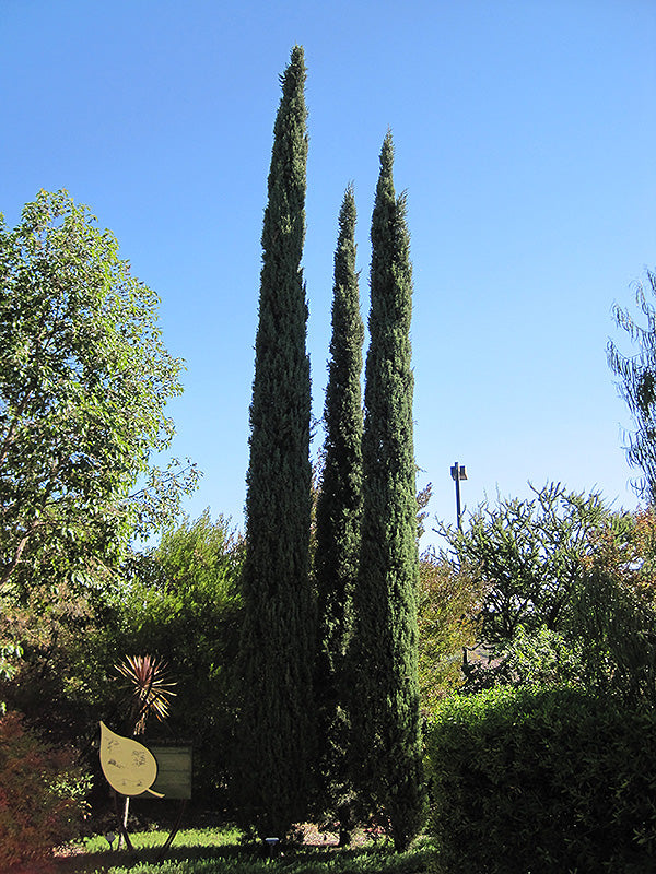 Cupressus sempervirens 'Stricta' (Italian Cypress)