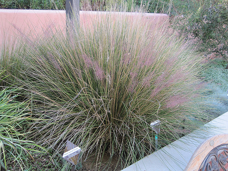 Muhlenbergia capillaris 'Ruby' (Pink Muhly Grass)