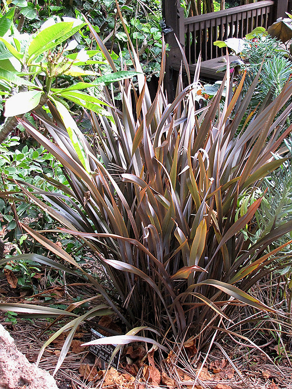 Phormium 'Platt's Black'