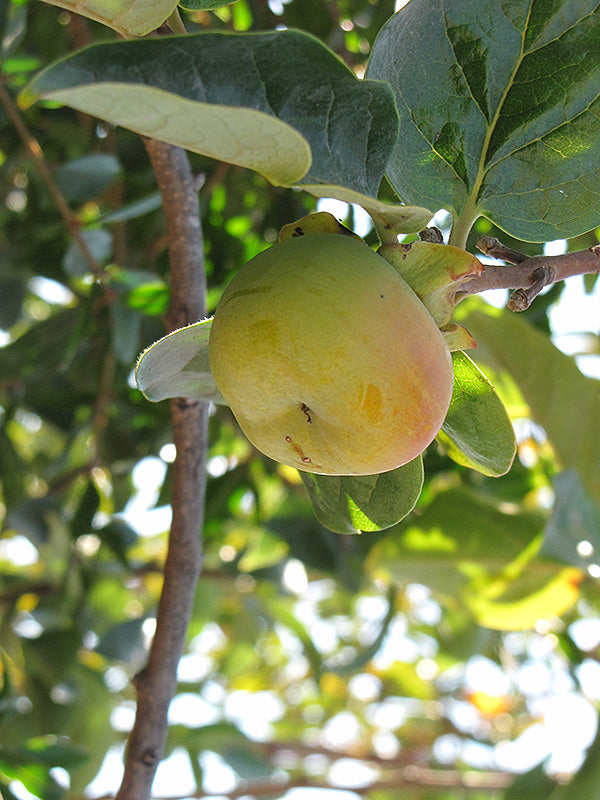 Diospyros kaki 'Early Fuyu' (Japanese Persimmon)