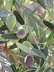 Olea europaea (Common Olive)