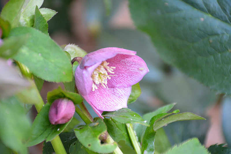 Helleborus orientalis seedling