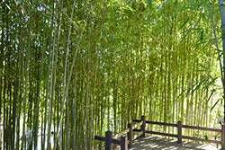 Phyllostachys aurea (Golden Bamboo)