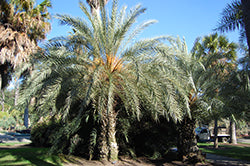 Phoenix theophrasti (Cretan Date Palm)