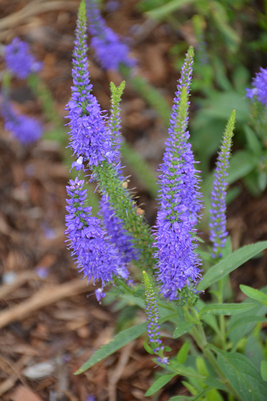 Veronica 'Vernique Blue Improved' (Speedwell)
