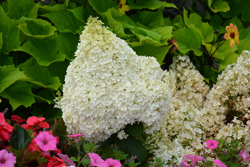 Hydrangea paniculata 'Little Fresco' / 'ROU201306