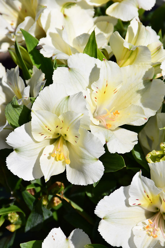 Alstroemeria 'Colorita Claire' (Dwarf Peruvian Lily) (white)
