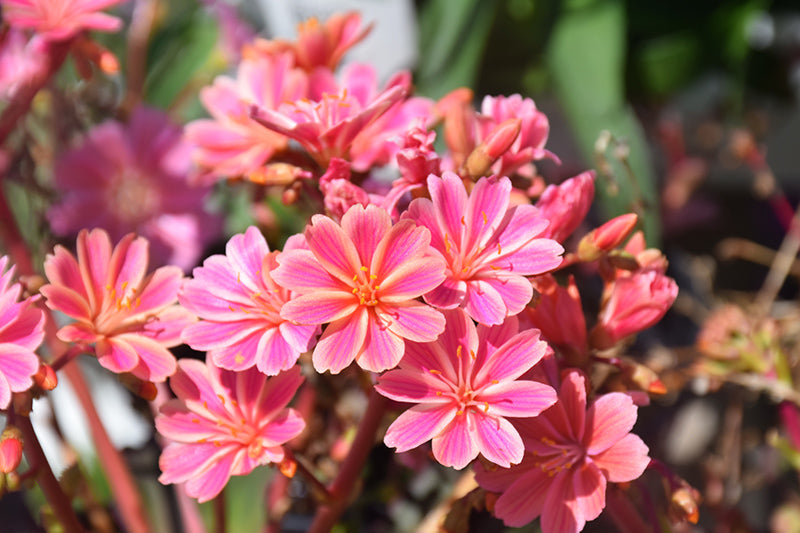 Lewisia cotyledon 'Rainbow Mix'