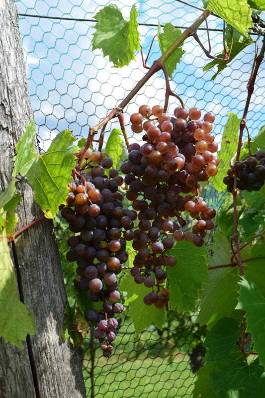 Vitis vinifera 'Monukka' (Black Seedless Grape)