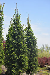 Picea abies 'Christina' (Christina Columnar Spruce)