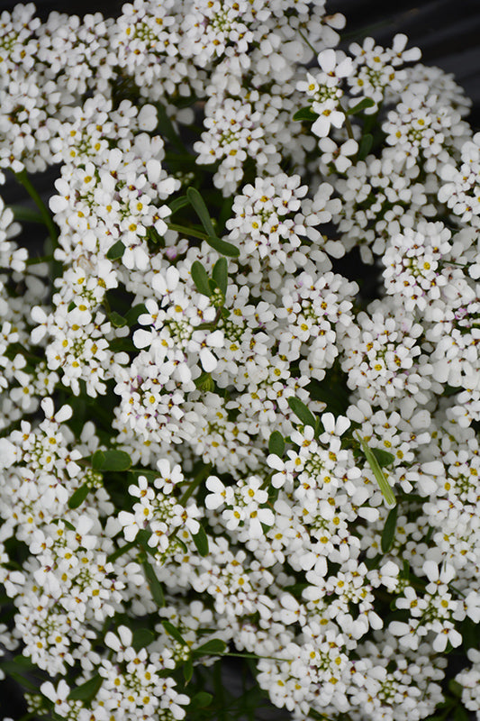 Iberis sempervirens 'Summer Snowdrift'