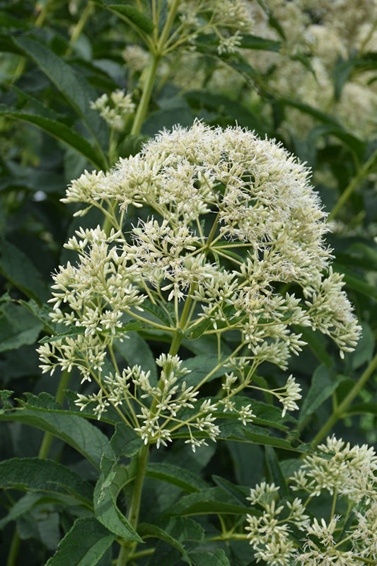 Eupatorium fistulosum 'Ivory Towers' (Joe Pye Weed 'Ivory Towers')
