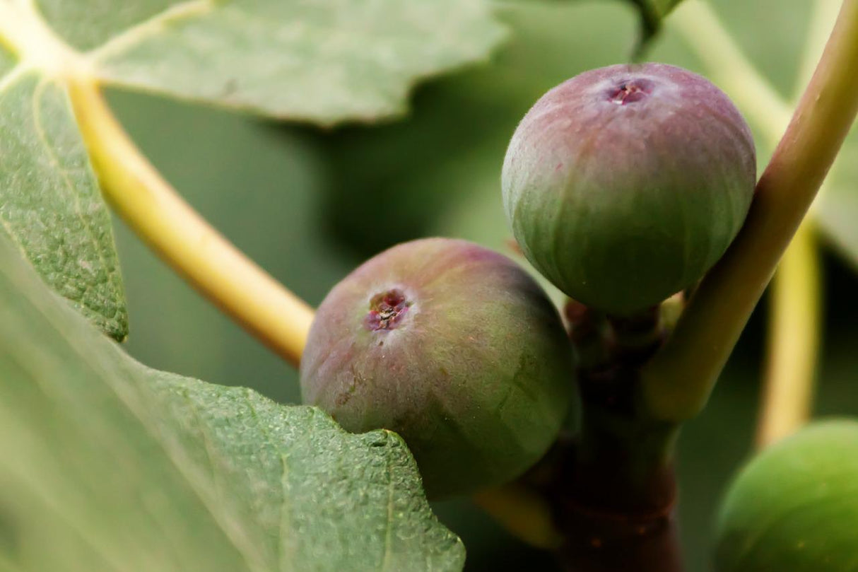 Ficus carica 'GE Neri' (Fig)
