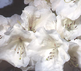 Rhododendron 'Gartendirektoer Rieger'