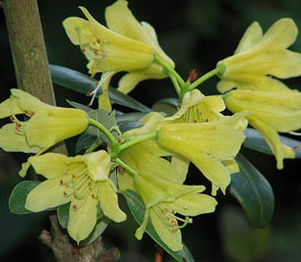Rhododendron 'Goldstrike'