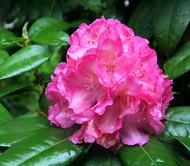 Rhododendron 'Graf Zepplin'