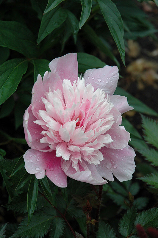 Paeonia lactiflora 'Raspberry Sundae'